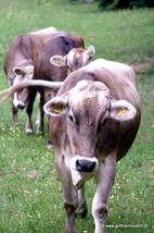 Diese drei Rindviecher haben mich doch über die ganze Sustenpassgallerie verfolgt ;-)